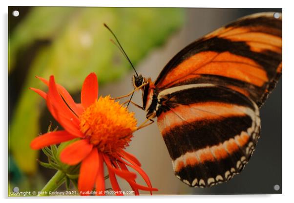 Butterfly feeding close-up Acrylic by Beth Rodney