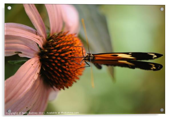Longwing on coneflower close-up Acrylic by Beth Rodney