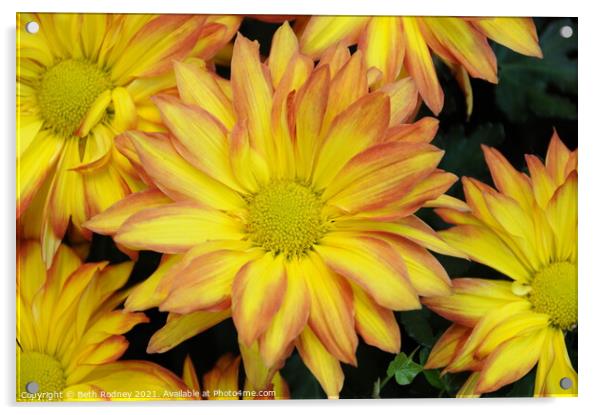 Yellow daisy mum Acrylic by Beth Rodney