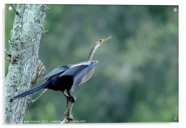 Anhinga bird Acrylic by Beth Rodney