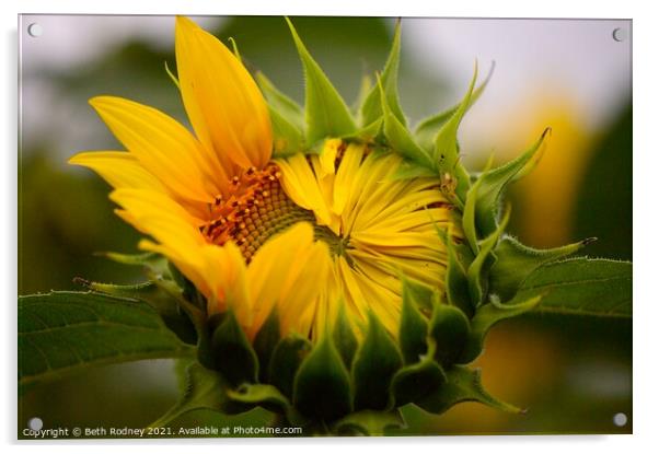 Peeking Sunflower close-up Acrylic by Beth Rodney