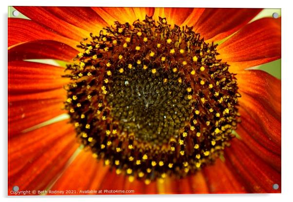 Sunflower stamen close-up Acrylic by Beth Rodney