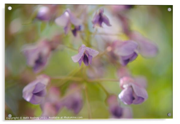 Windy Wisteria  Acrylic by Beth Rodney