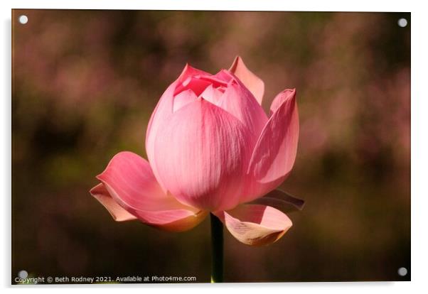 Pink Lotus Close-up Acrylic by Beth Rodney