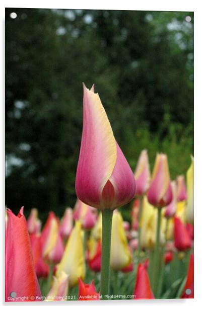 New tulip Close-up Acrylic by Beth Rodney