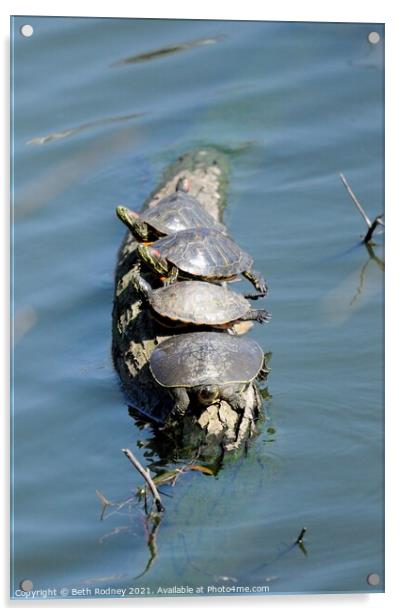 Turtles in a row Acrylic by Beth Rodney