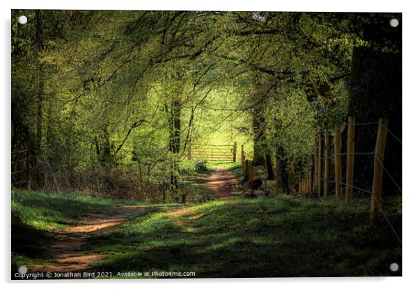 Dappled sunlight Acrylic by Jonathan Bird