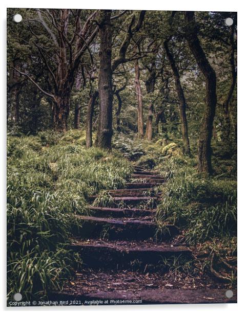 Ascending through the Forest Acrylic by Jonathan Bird