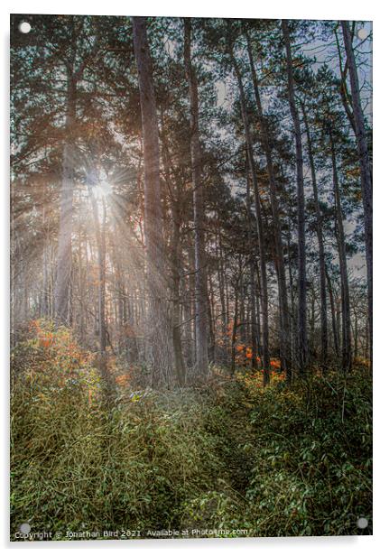 Winter Sun through Pines Acrylic by Jonathan Bird