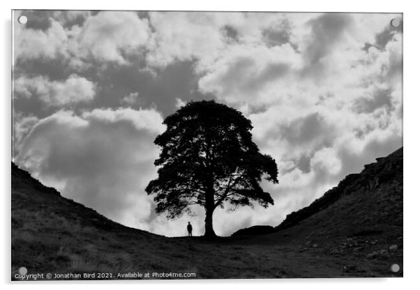 Sycamore Gap, Alone with a Tree Acrylic by Jonathan Bird