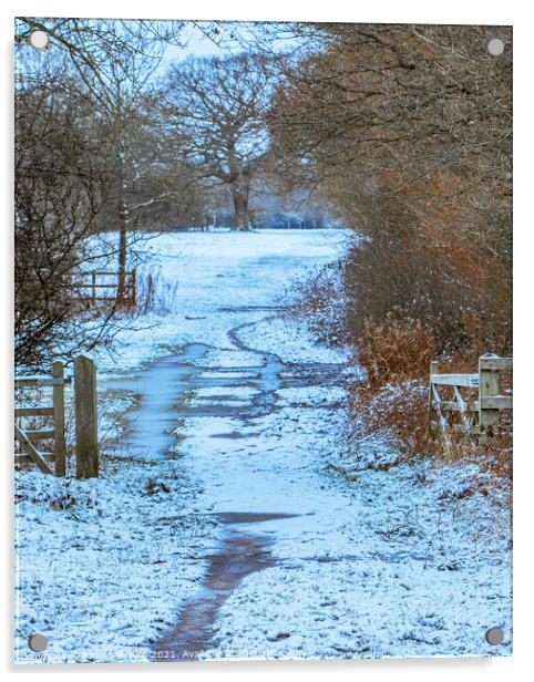 Winter, Hutton Country Park  Acrylic by Jonathan Bird