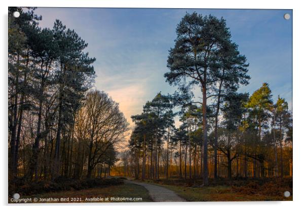 Late Sun in the Pines, Thorndon Country Park Acrylic by Jonathan Bird