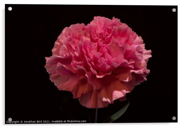 Pink Carnation Acrylic by Jonathan Bird