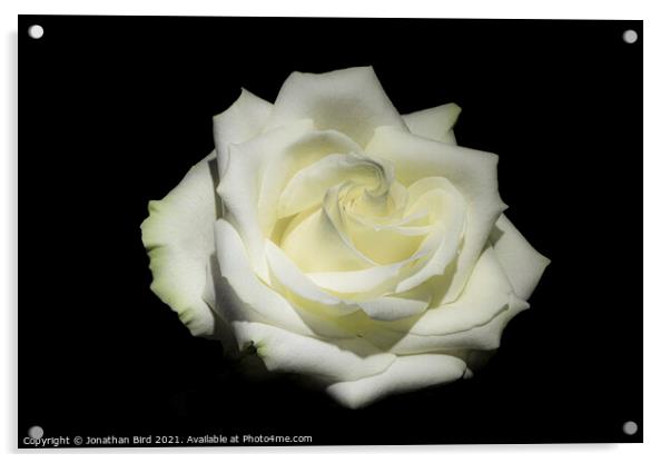 White Rose #1 Acrylic by Jonathan Bird