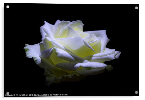 White Rose #2 Acrylic by Jonathan Bird