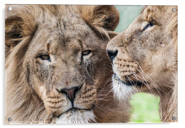 2 Lions Acrylic by Lesley Pegrum