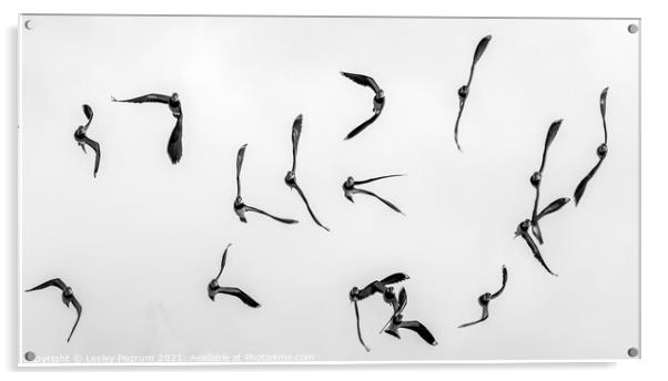 Lapwings in Flight Acrylic by Lesley Pegrum