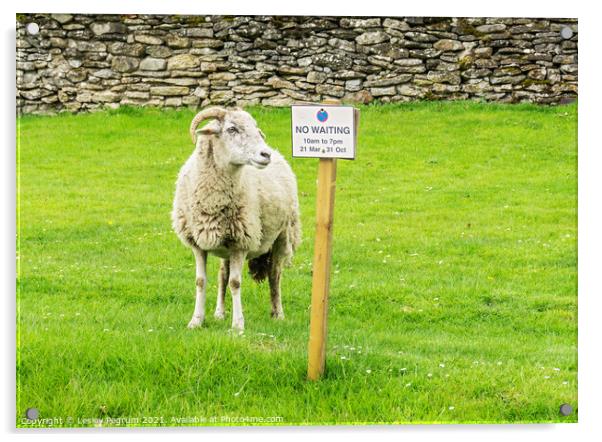 Sheep No Waiting Sign Acrylic by Lesley Pegrum