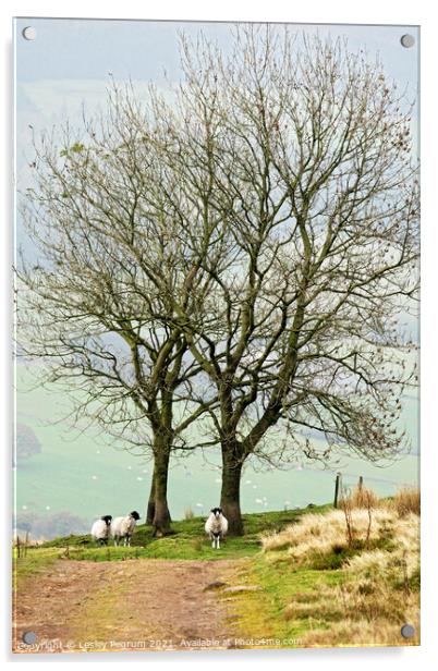 3 Sheep Under a Tree Acrylic by Lesley Pegrum