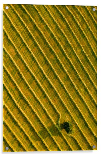 Beauty and patterns of a cultivated farmland in Slovakia from above. Acrylic by Andrea Obzerova
