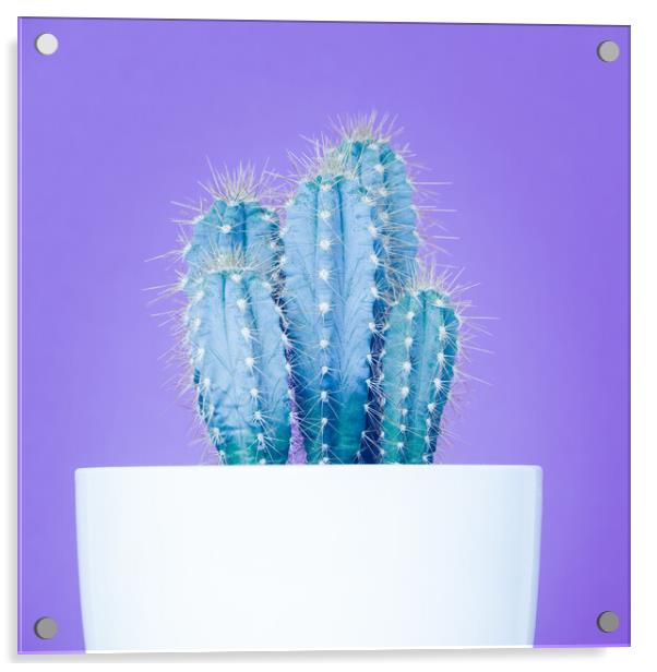 Pop art cactus image. Acrylic by Andrea Obzerova