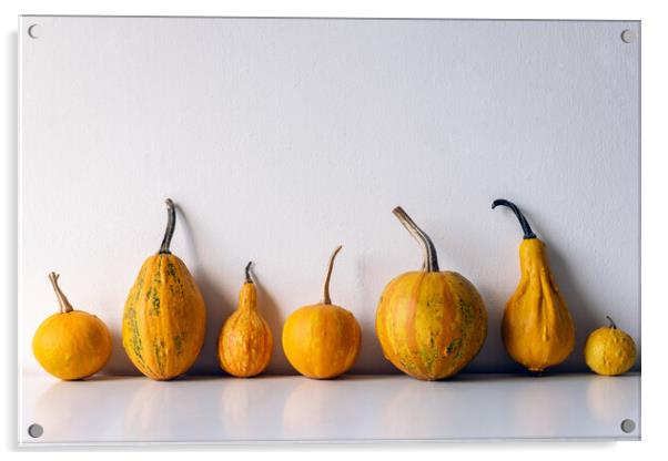 Various pumpkins on white shelf against white wall. Acrylic by Andrea Obzerova