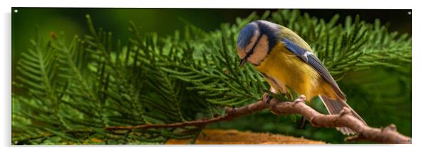 Eurasian blue tit, Cyanistes caeruleus, sitting on a branch.  Acrylic by Andrea Obzerova