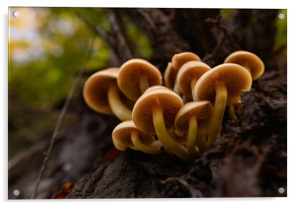 Seasonal mushrooms autumn background. Acrylic by Andrea Obzerova
