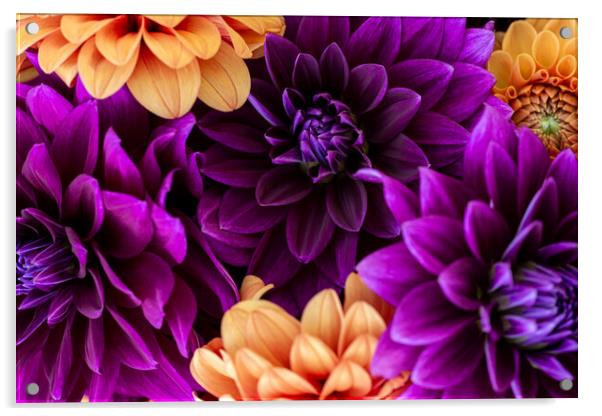 Dahlia flowers background. Acrylic by Andrea Obzerova