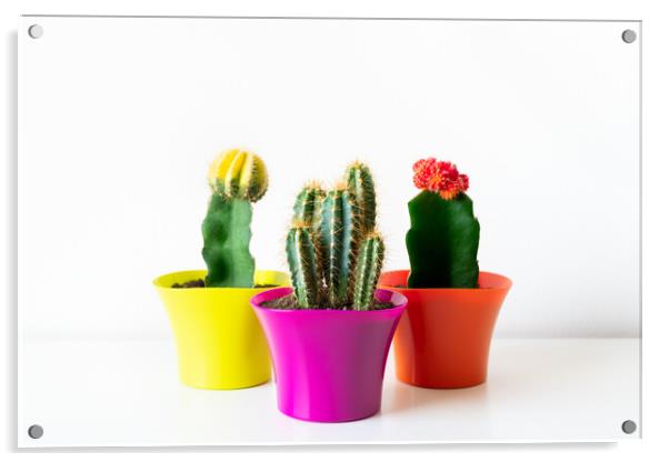 Various flowering cactus plants in bright colorful flower pots against white wall. Acrylic by Andrea Obzerova
