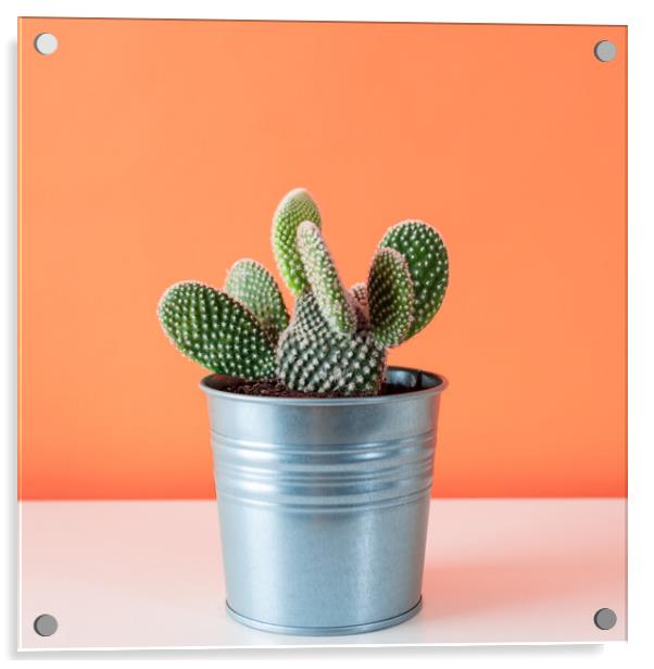 Cactus plant in metal pot against orange colored wall. Acrylic by Andrea Obzerova