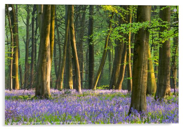 Bluebell Woodland, Cotswolds Acrylic by Philip Stewart