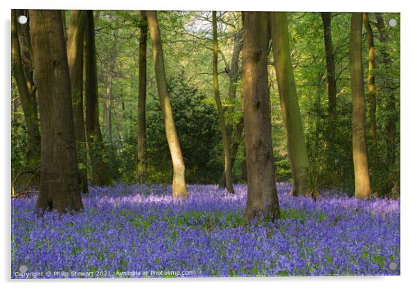 Bluebell Woodland, Cotswolds Acrylic by Philip Stewart