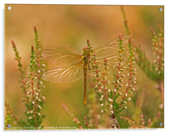 Dragonfly on Heather Acrylic by Ed Whiting