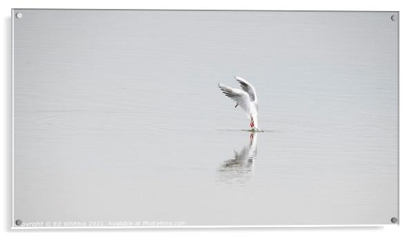 Abstract photograph of Seagull Acrylic by Ed Whiting