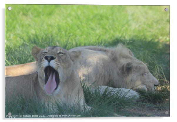 A lion lying in the grass Acrylic by Natalie Hiller