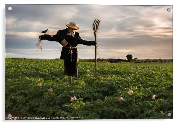 Scarecrow In Potato Crop Field Acrylic by Amanda Elwell