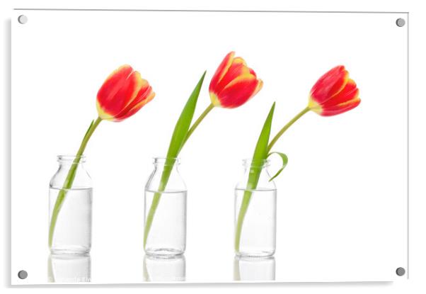 Row Of Tulips Acrylic by Amanda Elwell