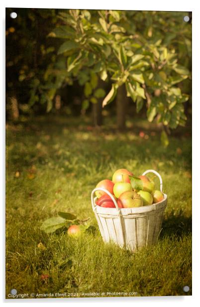 The Orchard Acrylic by Amanda Elwell