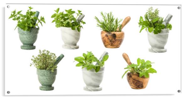 Set Of Garden Herbs Acrylic by Amanda Elwell