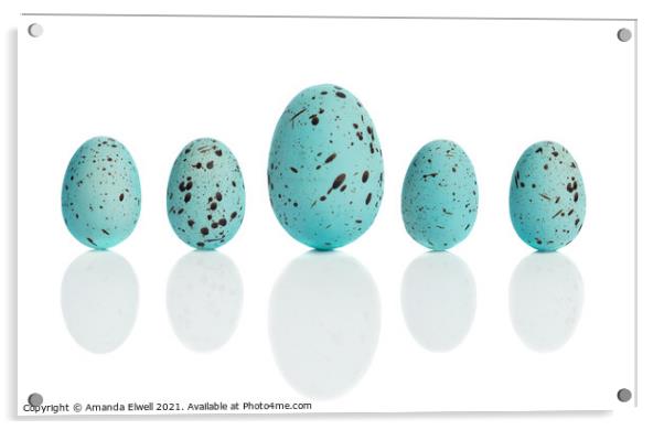Row Of Blue Eggs Acrylic by Amanda Elwell