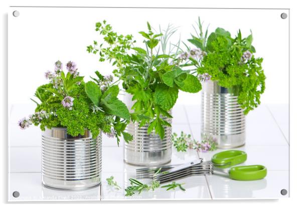 Fresh Herbs In Recycled Cans Acrylic by Amanda Elwell