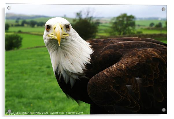 Rocky, an American Bald Eagle Acrylic by Peter Brownlow
