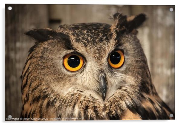 Eagle Owl Acrylic by Kevin Clayton