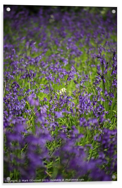 White BlueBell 2021 Acrylic by Mark ODonnell