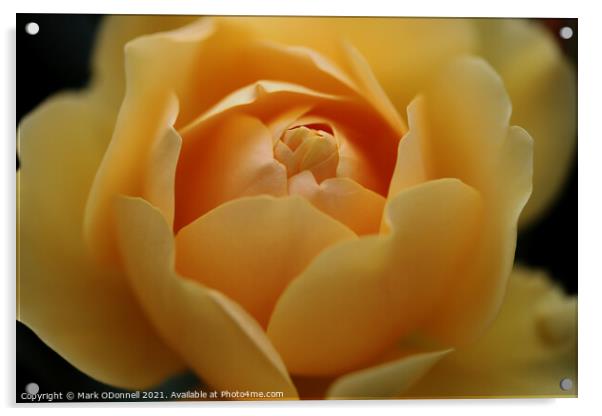 Sweet Yellow Rose Acrylic by Mark ODonnell