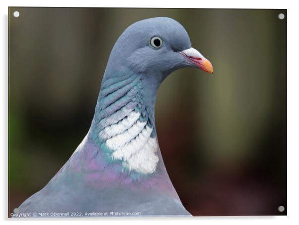 Pigeon Profile Acrylic by Mark ODonnell