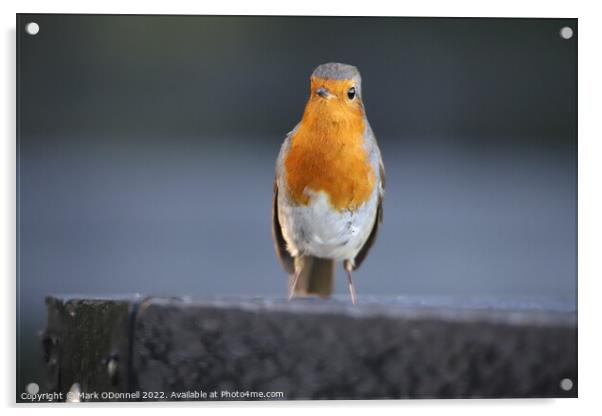 Robin standing on a ledge Acrylic by Mark ODonnell