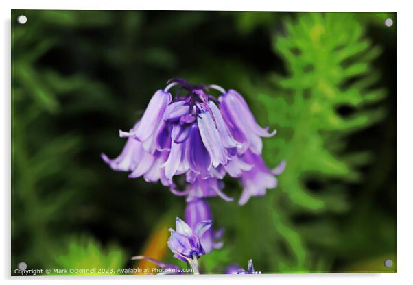 Bluebell 2 2023 Acrylic by Mark ODonnell