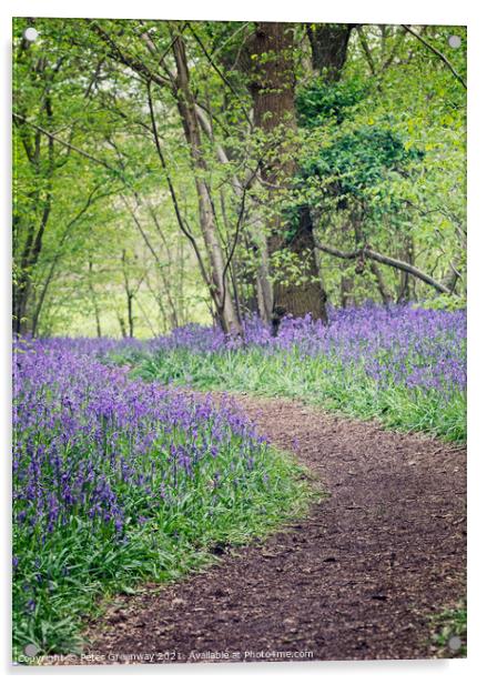 A Winding Path Through St Vincents Bluebell Wood I Acrylic by Peter Greenway